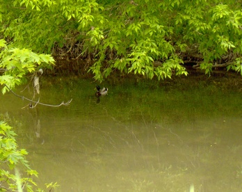 Mallard on the Lower Don River, Toronto, Ontario.