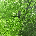 Mother owl staring directly at me, perched in a tree in a my backyard.