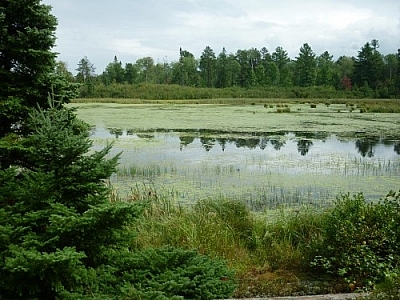 While day-tripping on the shores of Lake Nipissing in Mashkinonje Park, we looped around to Martin Pond.