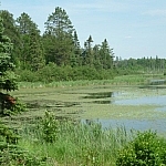 A small bay of Martin Pond, covered in lily pads and surrounded by trees.