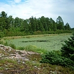 Martin Pond is a great place for bird-watching while visiting Mashkinonje Provincial Park.
