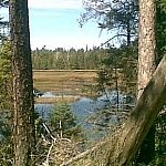 Wetland Scenery