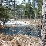 View of a partially snow-covered wetland through the trees.