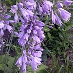 Beautiful purple flowers from the garden