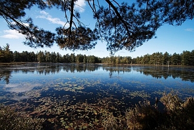 Scenery from the McCrae Lake Conservation Area