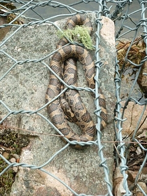 Milk snake sunning itself on a rocky shore at Samuel de Champlain Park near Mattawa.