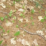 Milk snake seen while hiking on the La Cloche Silhouette Trail in Killarney
