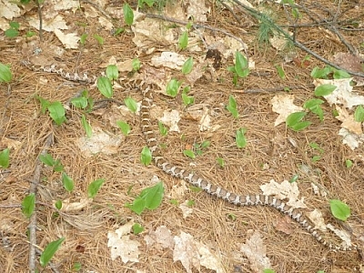 Milk snake spotted while trekking Killarney's La Cloche Silhouette loop trail.