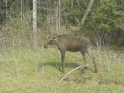 Young moose