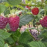 Close-up of mouth-watering red raspberries hanging from a branch, ready to pick.
