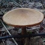 Flat-topped taupe-coloured mushroom.