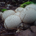 Spike-covered mushrooms seen near Duchesnay Falls.