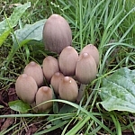 Family of pointy-topped mushrooms (the caps yet unopened).