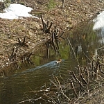 A muskrat swimming away in a creek near Highway 400's Georgian Bay Road exit.