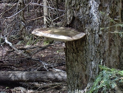 Fungus growing on a tree trunk