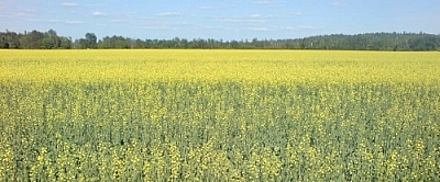 Yellow canola field