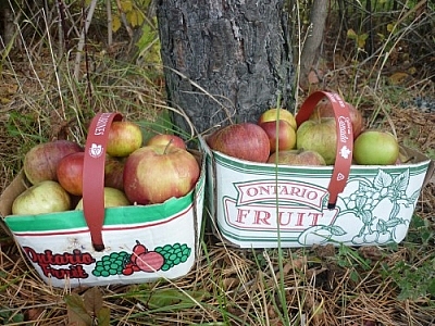 Two baskets of Ontario apples