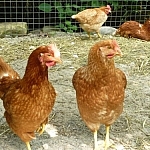 Our laying hens, which are producing eggs at half-capacity at this point.
