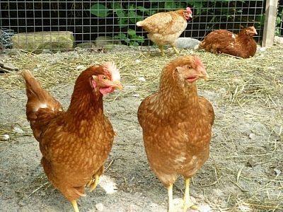 Our laying hens, which are producing eggs at half-capacity at this point.