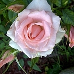 Pale pink garden flower