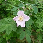 Pale pink wild flower