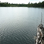 A silvery piece of deadwood juts out towards a small lake along Dokis First Nation's Papase Trail.
