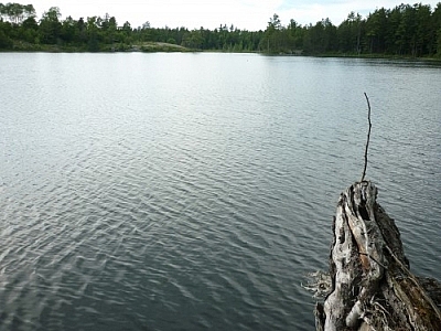 Looking over the water from Dokis First Nation's Papase Trail, a silvery piece of deadwood juts out towards a small lake.