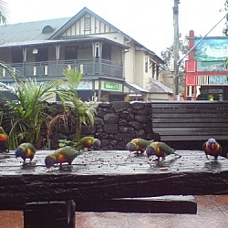 These parakeets likely had an easy time of getting to this travel destination, Nimbin, Australia.