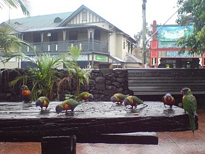 These parakeets, pecking away on a picnic table, likely have an easy time of getting around to their travel destinations.