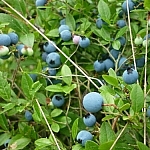 Patch of big blueberries