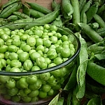 Shelled peas in a clear glass bowl, empty pods surrounding it.