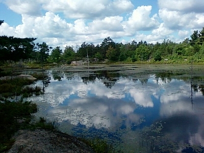 Marsh waters reflecting bright blue skies dotted with floating clouds.