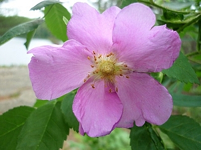 Blooming pink flower at High Falls, Algonquin Park