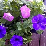Deep purple and fuschia garden flowers