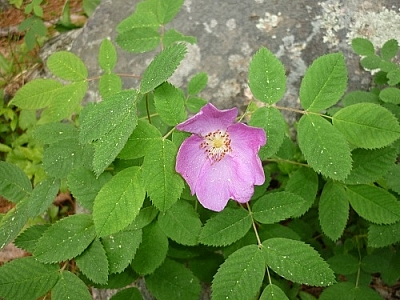 Pink wild flower