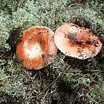 Two reddish mushrooms growing in moss.