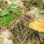 Large yellowish mushroom growing on the forest floor.
