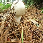 White mushroom poking out of dry pine needles.