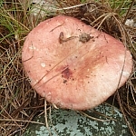 Large pale red mushroom.