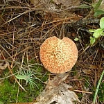 Neat-looking brown and orange spotted mushroom.