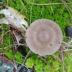Taupe-coloured mushroom, it's top flat and wide open, the edges ridged.