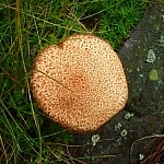 Interesting spotted mushroom.