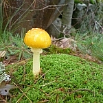 Yellow mushroom rising up out of the moss.
