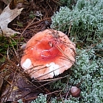 Red mushroom, it's top coloured coat starting to peel away.