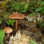Brown mushrooms growing among dead leaves.