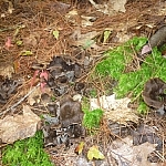 Dark brown mushrooms shaped like flowers.