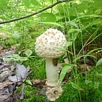 Small white mushroom with a horned cap.