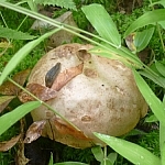 Large white mushroom hiding in the grass.