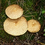 Three beige spotted mushrooms of varying sizes.