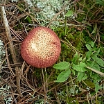 Brownish-reddish spotted mushroom, the centre of the cap verging on beige.